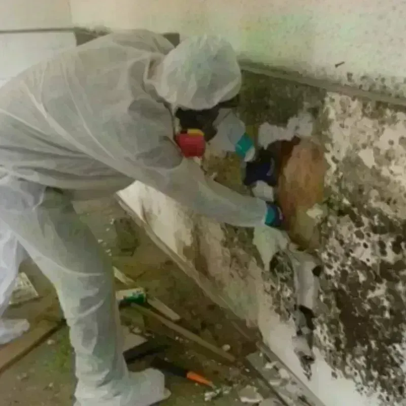 Mold Remediation and Removal in Connell, WA